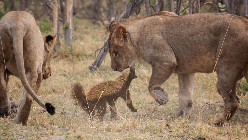 Mediar sa postavil levovi.