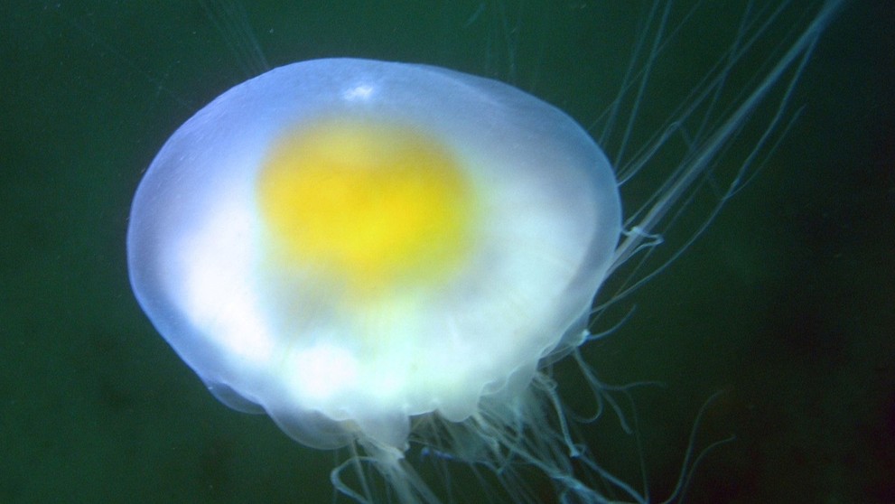 Medúza, ktorá vyzerá ako vajíčko