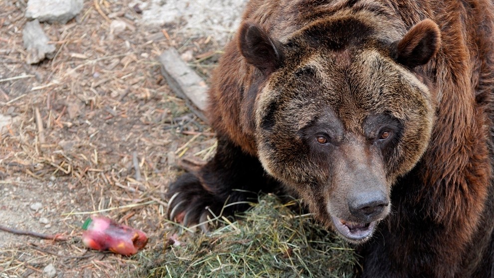 Osviežovanie zvierat