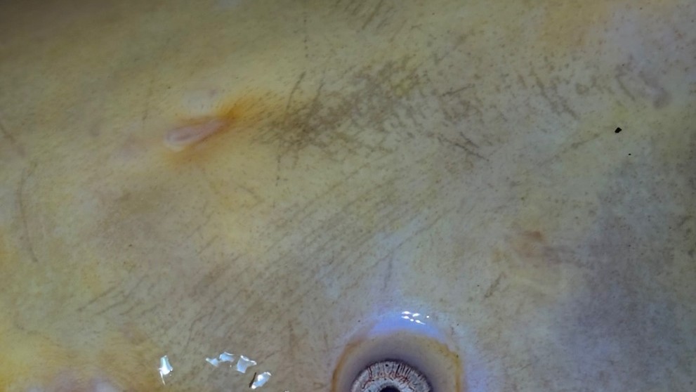 Český rybár chytil sumca albína s dĺžkou 215 centimetrov.