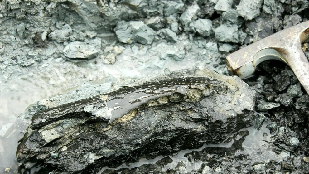 Lignitové ložiská s kosťami pozdĺž rieky Napo v Peru