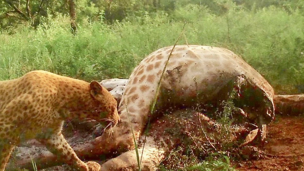 Unikátne zábery jahodového leoparda.