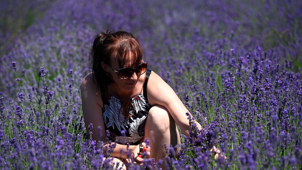 Samozber levandule vo Svinnej.