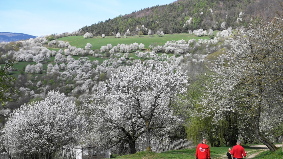 Čerešňové stromy v obci Brdárka
