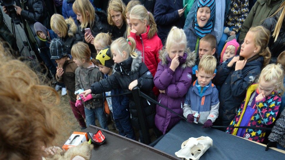 Verejná pitva leva.