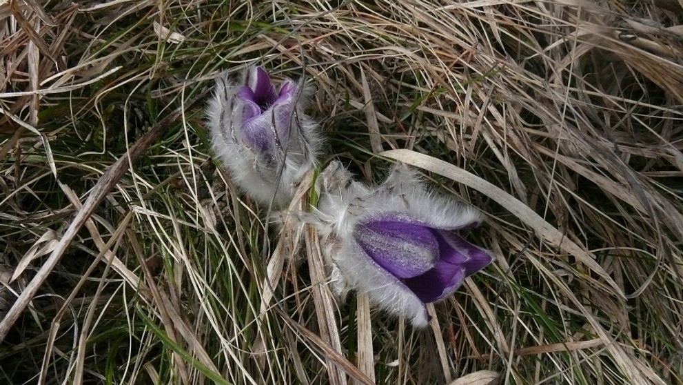 Poniklece pod Tatrami.