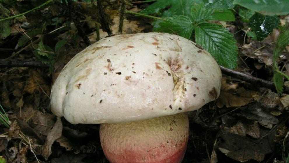 Jedovatá huba - hríb satanský.