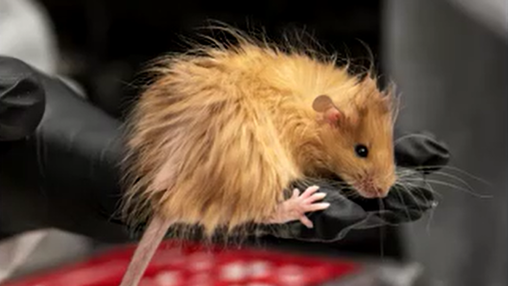 Vedci umelo vytvorili myši s mamuťou srsťou