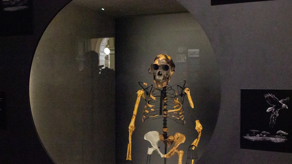 Na snímke kópia kostry australopiteka pomenovaného Lucy, ktorá je súčasťou expozície Ľudia a ich predkovia v Národnom múzeu v Prahe.