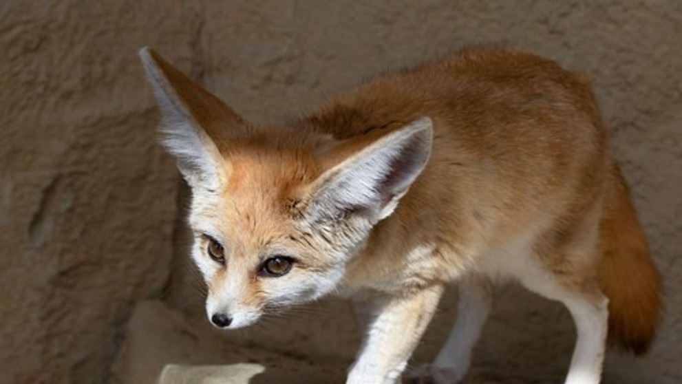 Líška fenek. Ilustračná snímka