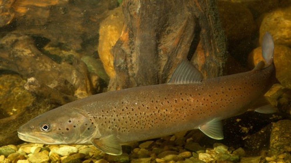 Hlavátka podunajská (lat. hucho hucho)