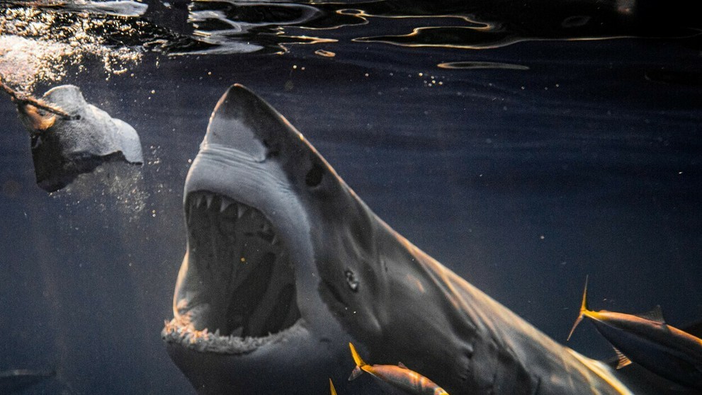 Žralok modrý.