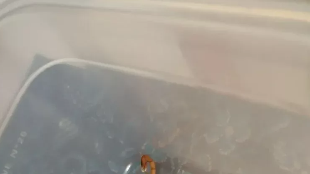 Na Liptove utiekli dva jedovaté škorpióny titius serrulatus.