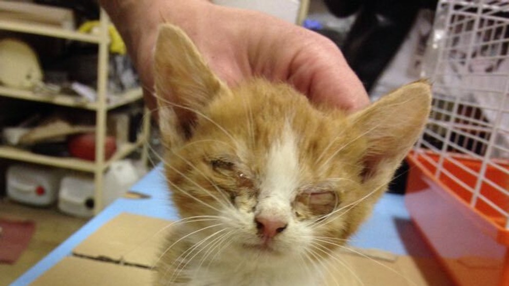 Zachránené mačky sú naozaj v zlom stave. 