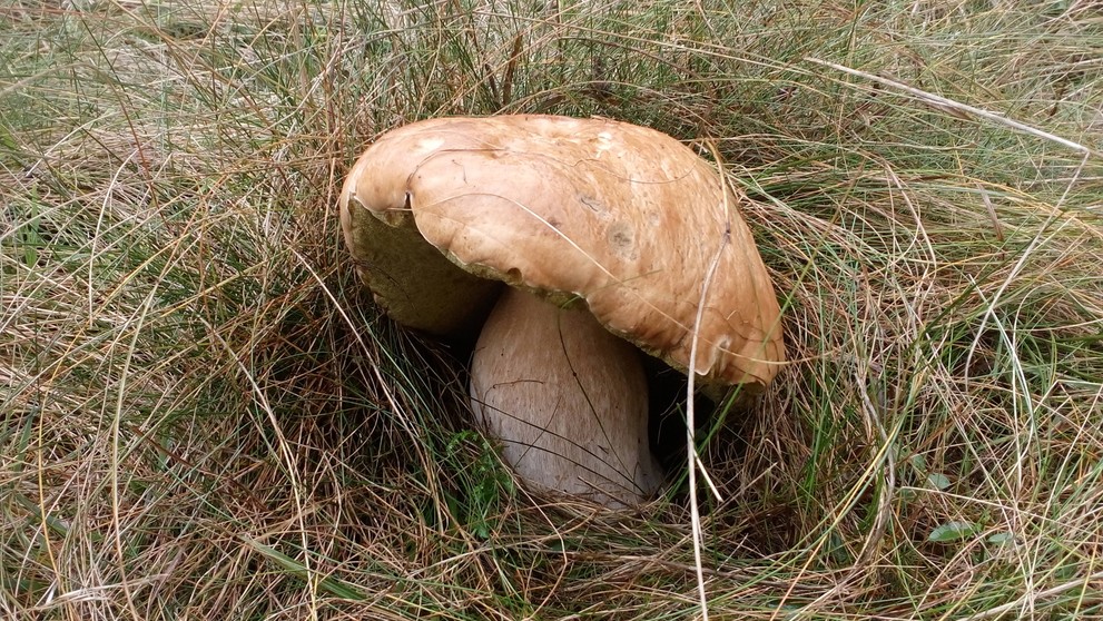 Megadubák na Liptove.