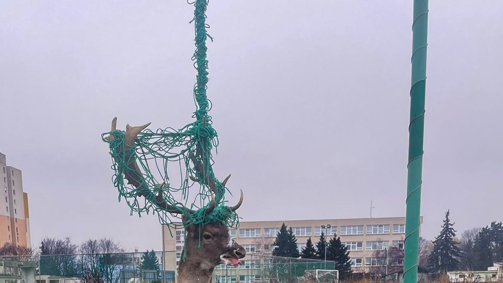 Hasiči zachraňovali zviera