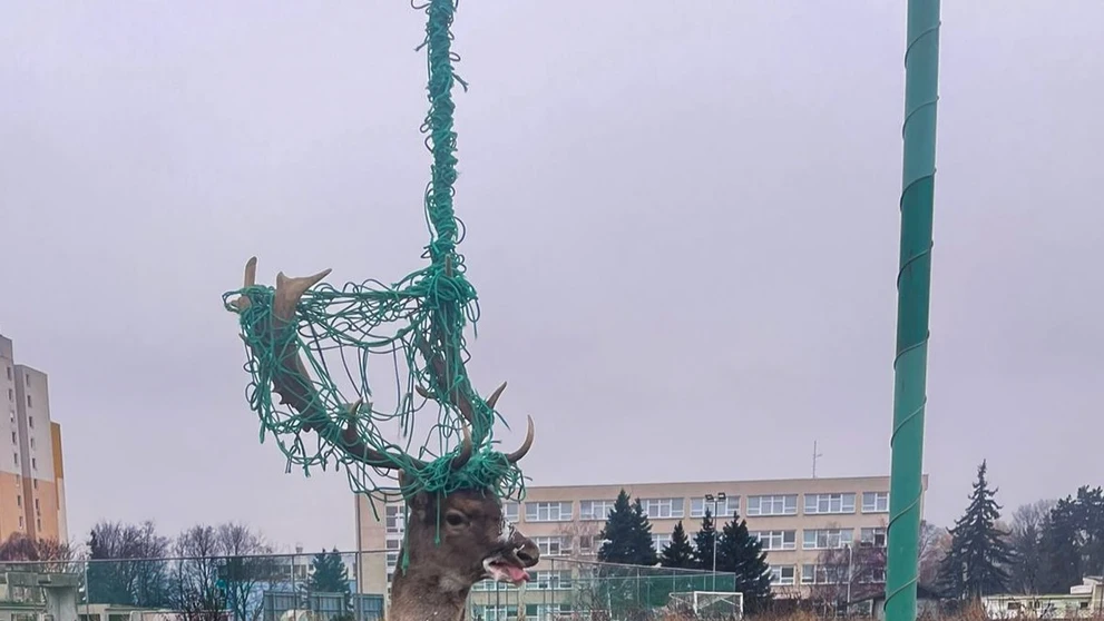 Hasiči zachraňovali zviera