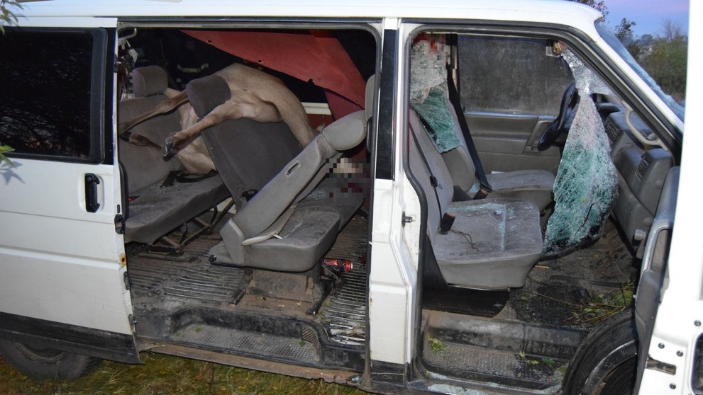 Laň prerazila čelné sklo a skončila na zadných sedadlách.