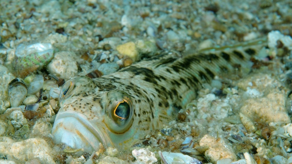 bodavec veľký (lat. Trachinus draco)