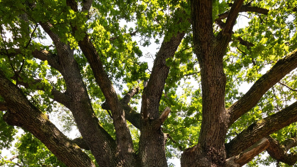 Víťaz ankety Strom roka 2023