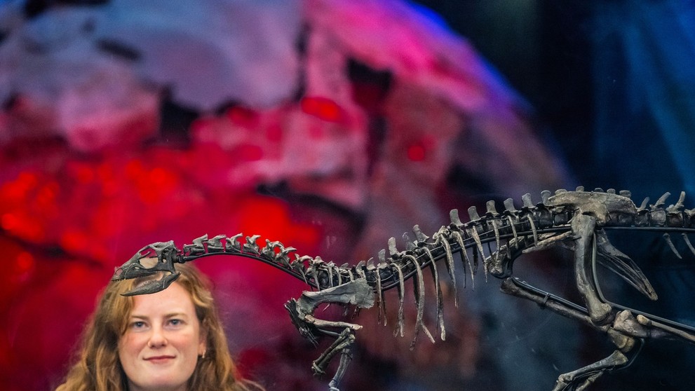 Nový druh dinosaura