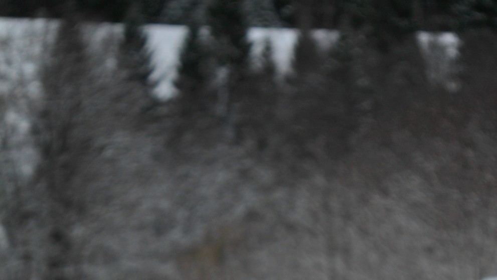 Bocian biely zachytený v sedle Zbojská 