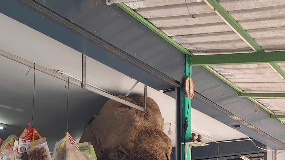 Slon vtrhol do potravín v Thajsku