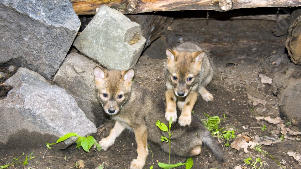 Mláďatá šakala zlatého (lat. canis aureus)