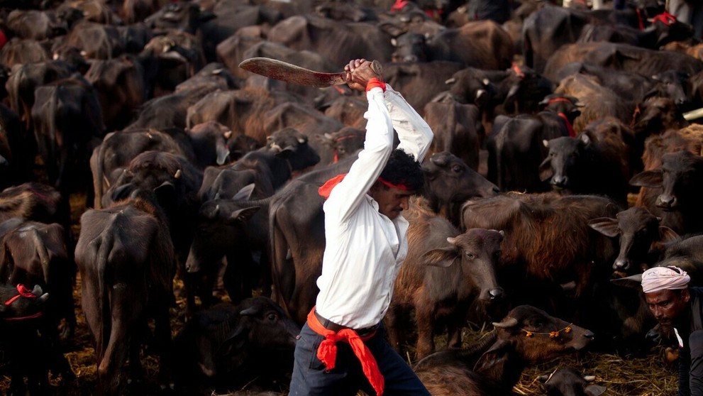 Najväčšie obetovanie zvierat na svete v Nepále