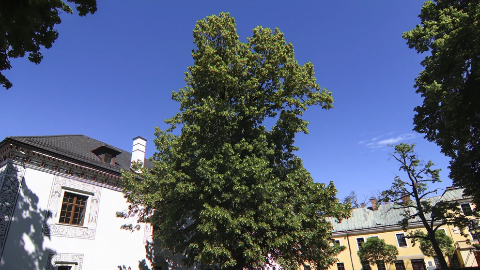 12.  Lipa malolistá, v blízkosti kultúrnej pamiatky Kalvária, obec Zákamenné. (150 rokov).