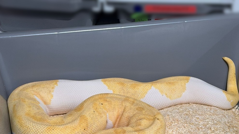 Had na schodisku odhalil 149 pytónov v byte v Krakove.