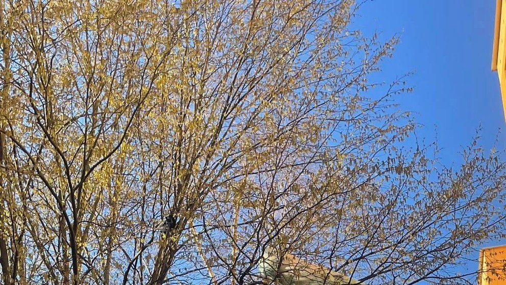 Hasiči v Prešove museli odstrániť koberec z koruny stromov.