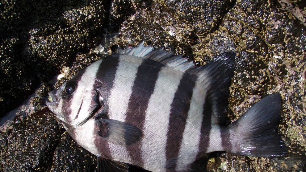 Hranozub pruhovaný.