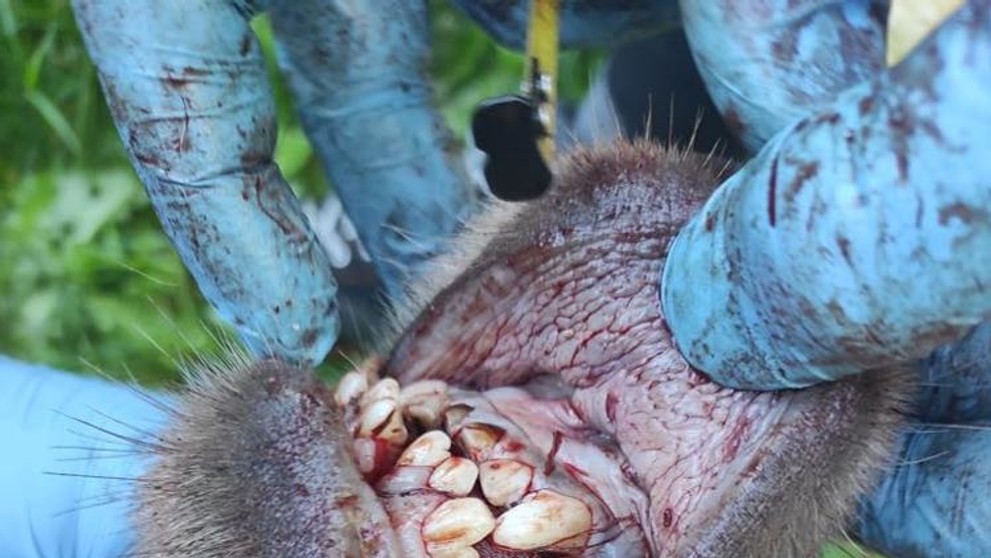 Medveďa zrazilo auto.