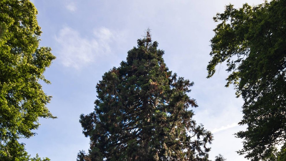 1. Sekvojovec mamutí (Sequoiadendron giganteum)