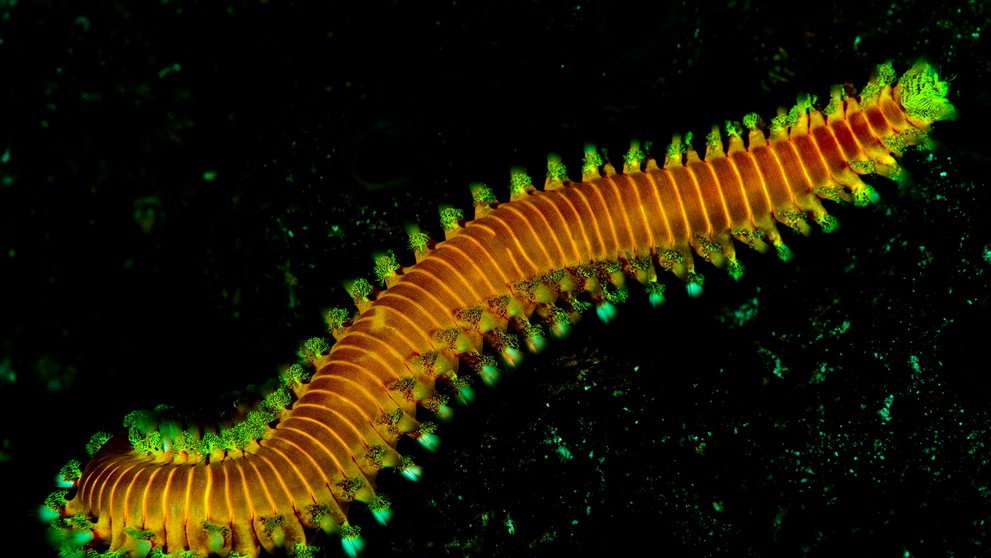 Ohnivý červ - Hermodice carunculata