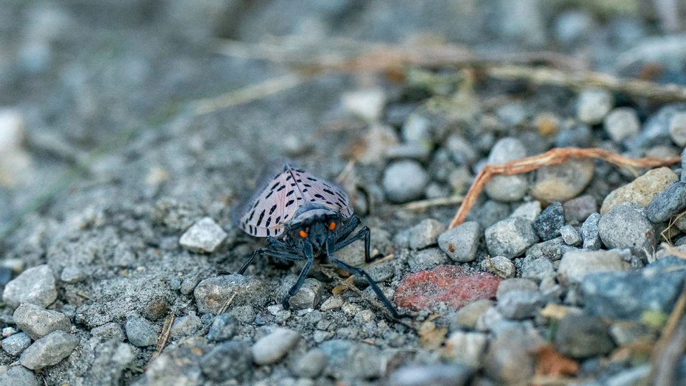 Cikádka škvrnitá (Lycorma delicatula).