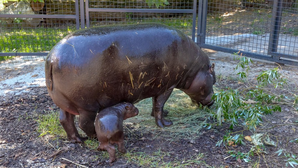 Zoo Bratislava oznámila narodenie samičky hrošíka libérijského.