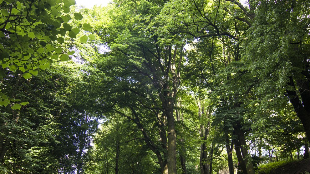 11. Hruška obyčajná, Laclavá. (300 rokov).