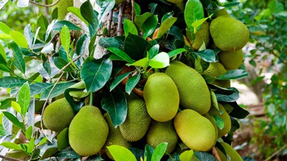 Chlebovník. Ilustračná snímka