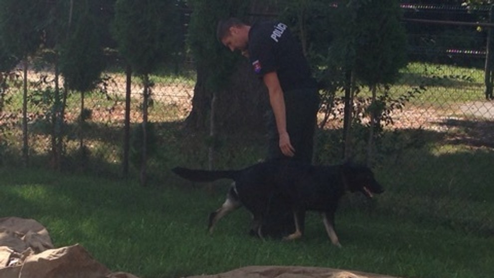 Pes na vyhľadávanie drog