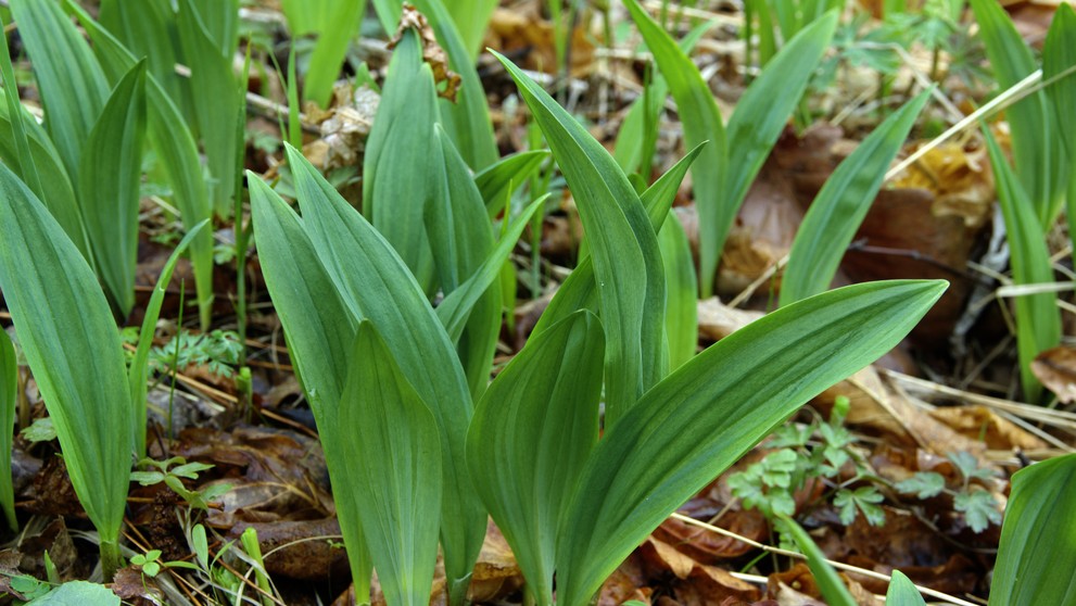 Medvedí cesnak (allium ursinum).
