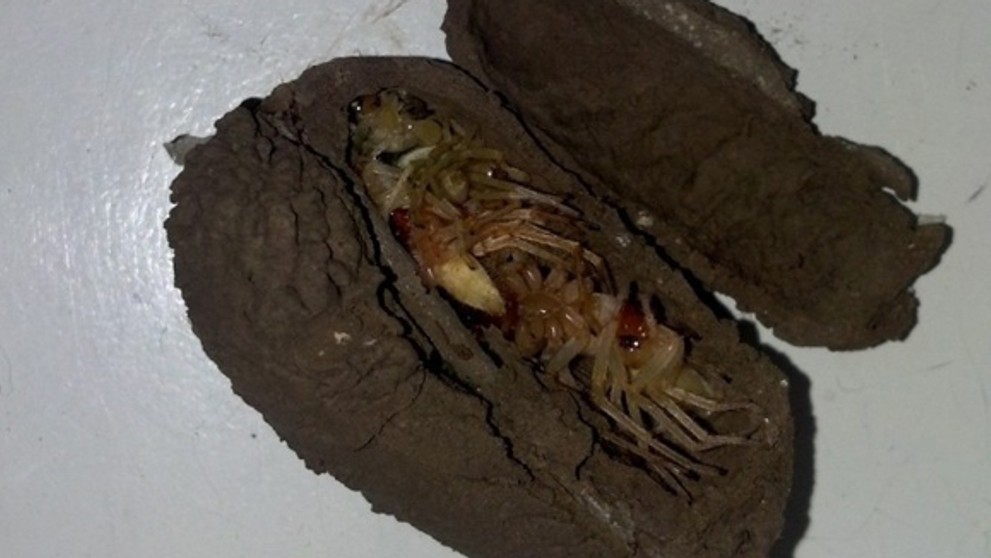 Hniezdo osy plné pavúkov v USA