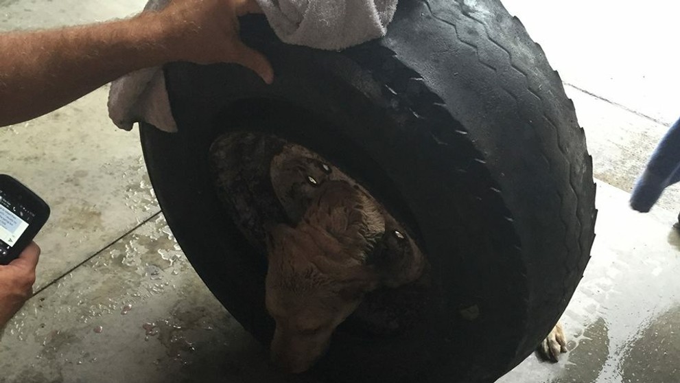 Zaseknutý pes v disku