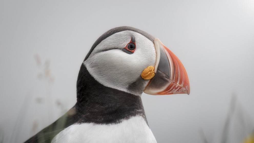 Víťaz kategórie Vtáky: polárna kačica na Islande.
