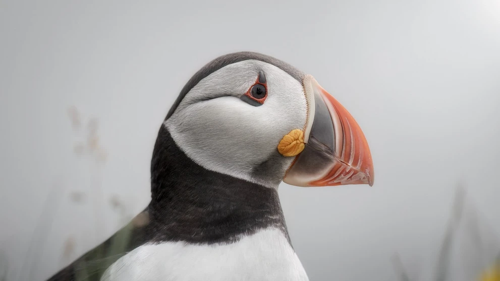 Víťaz kategórie Vtáky: polárna kačica na Islande.