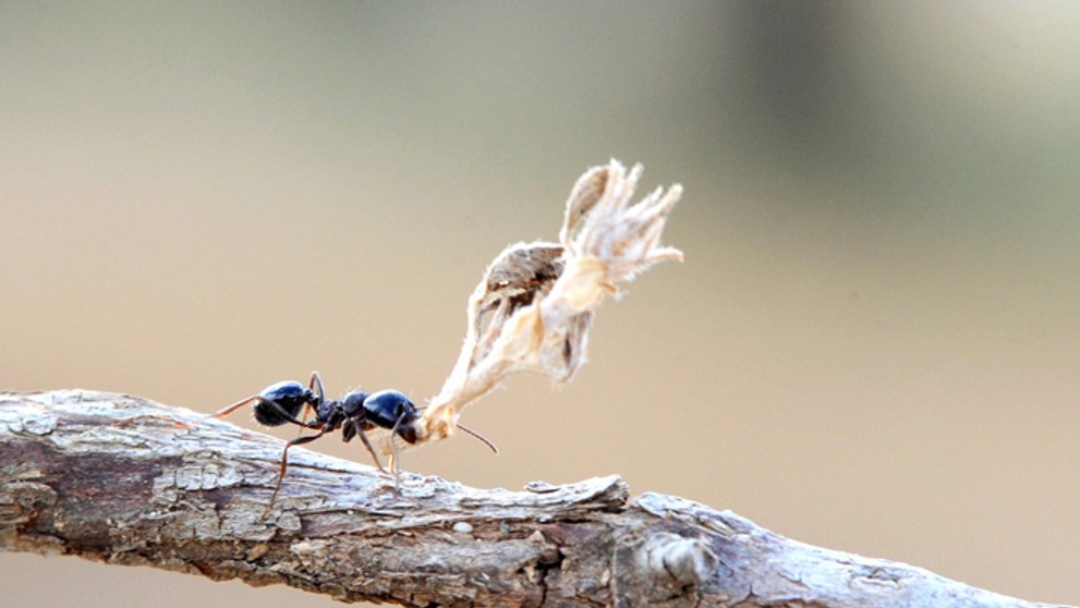Mravec a jeho korisť. 