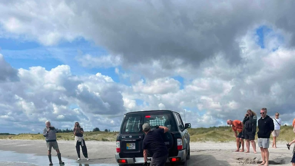 More vyplavilo na pláž v Dánsku obrovského žraloka.
