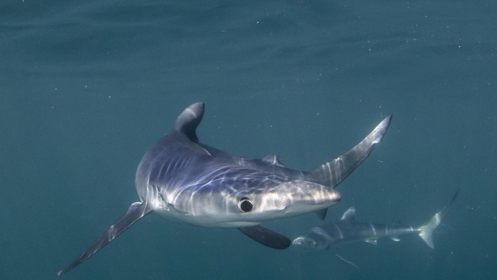 žralok belasý (prionace glauca)