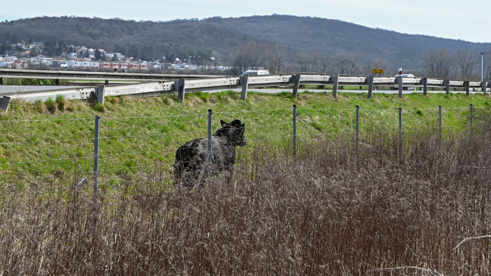 Býk na diaľnici D2.